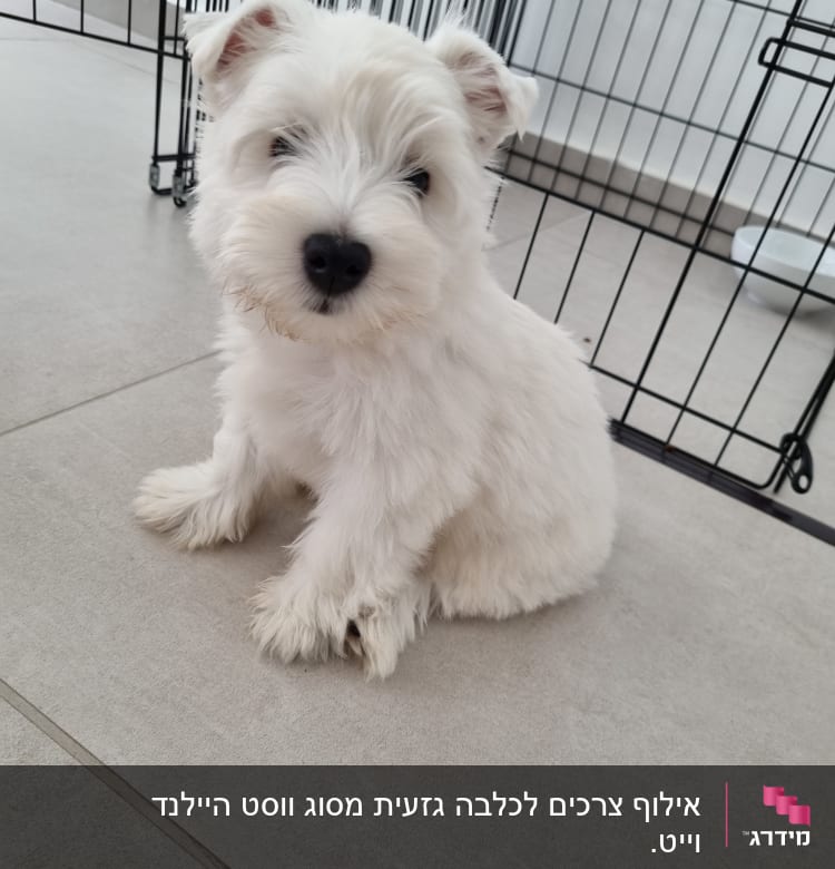 כלב קטן יושב ליד כלוב אילוף על רצפה